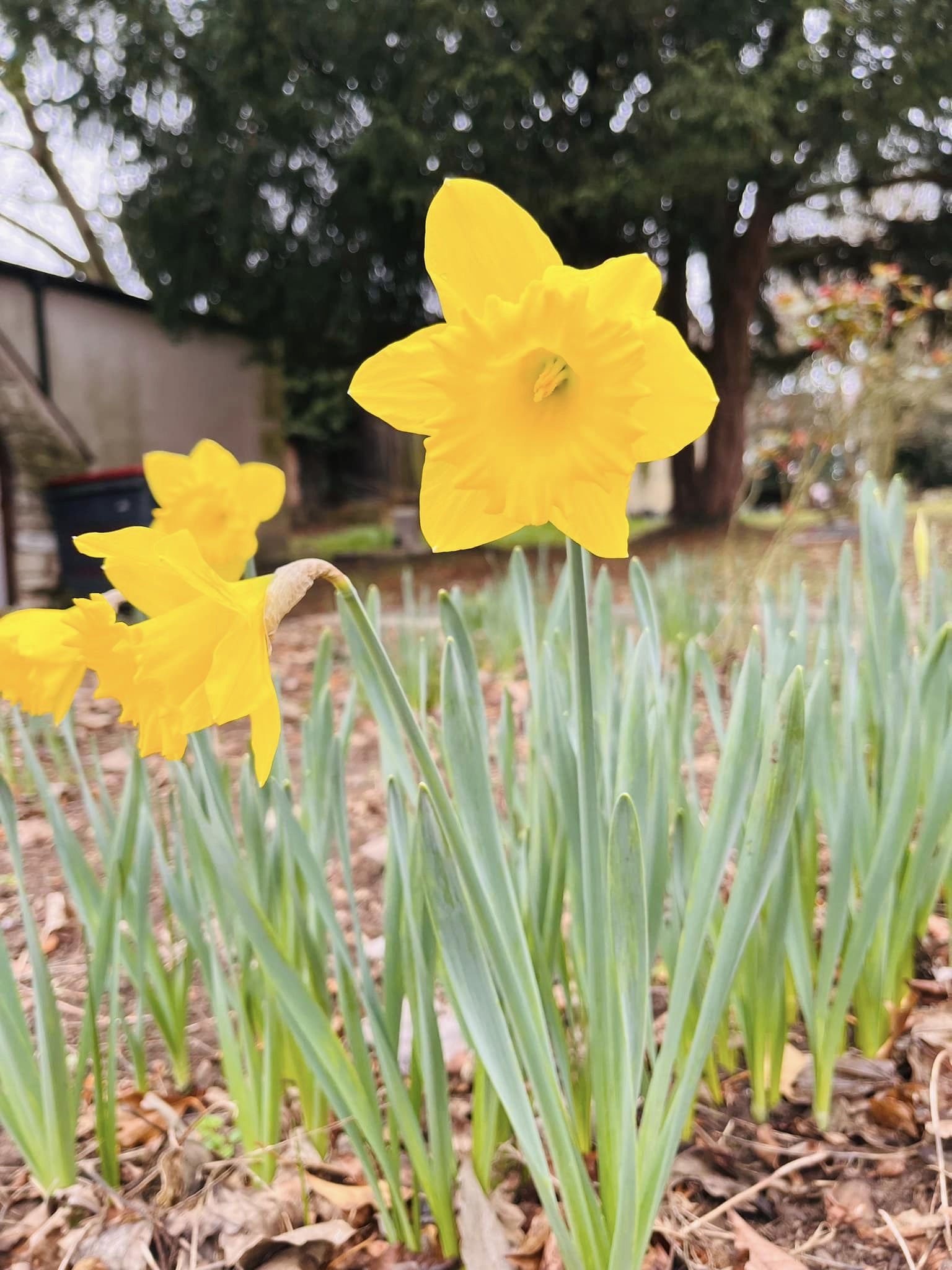 daffodil